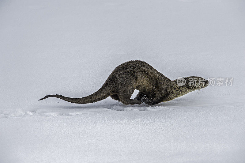 北美水獭，Lontra canadensis，也被称为北方水獭或普通水獭，是北美特有的半水栖哺乳动物。冬天在黄石河边和雪地里玩耍，黄石国家公园